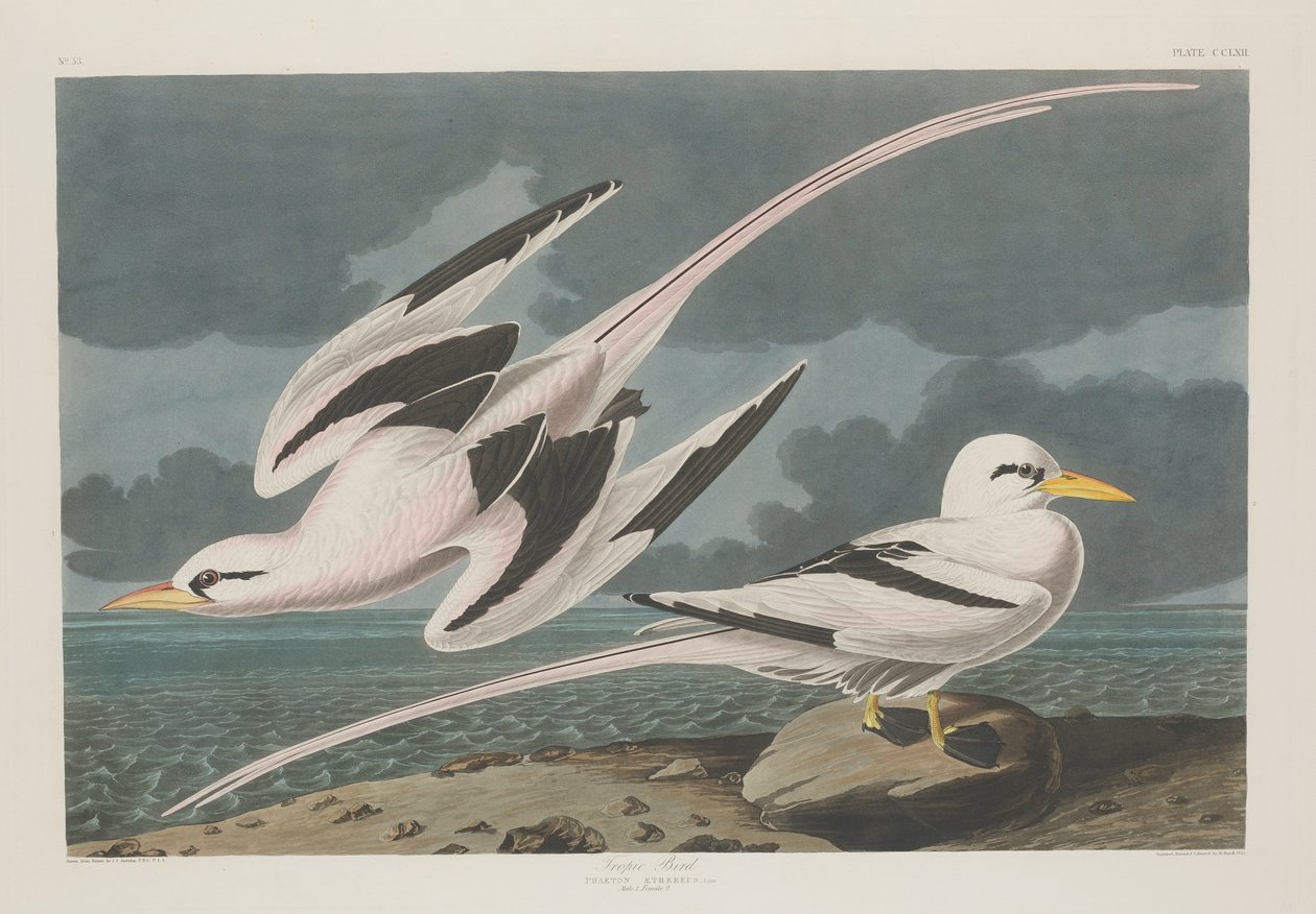 Trópusi madár, 1835. alkotó: Robert Havell
