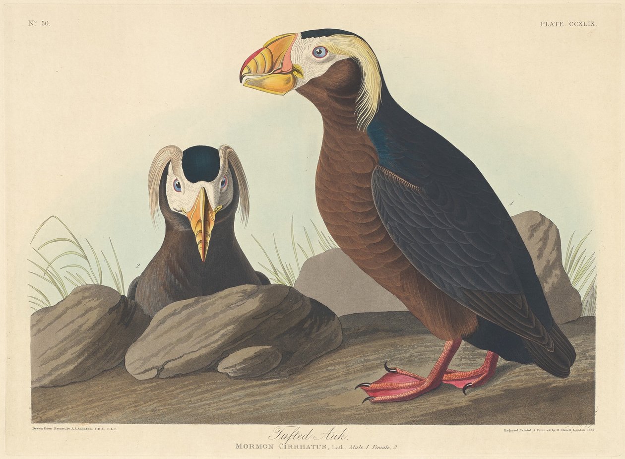 Bojtos Auk, 1835. alkotó: Robert Havell