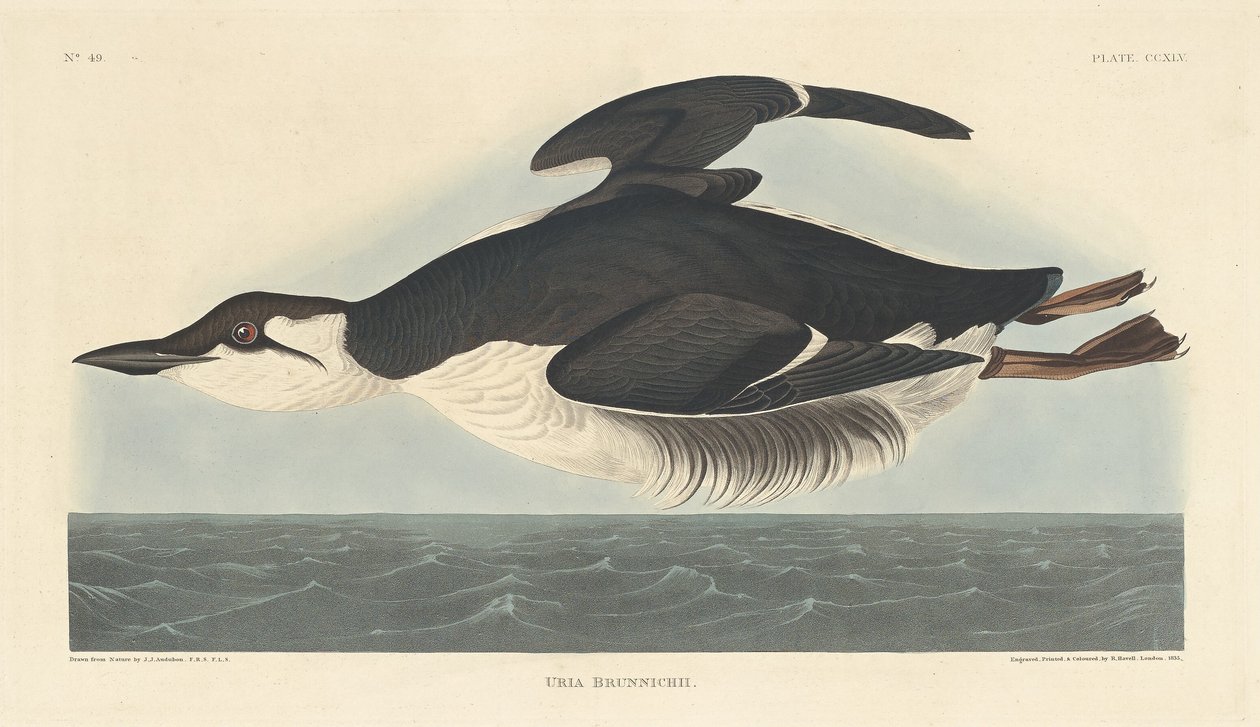 Uria Brunnichii, 1835. alkotó: Robert Havell