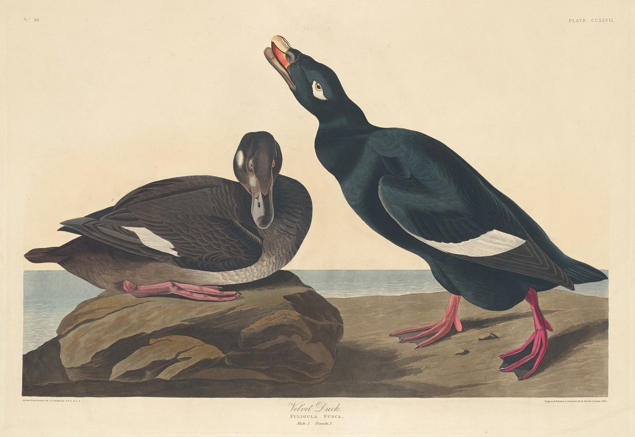 Bársonykacsa, 1835. alkotó: Robert Havell