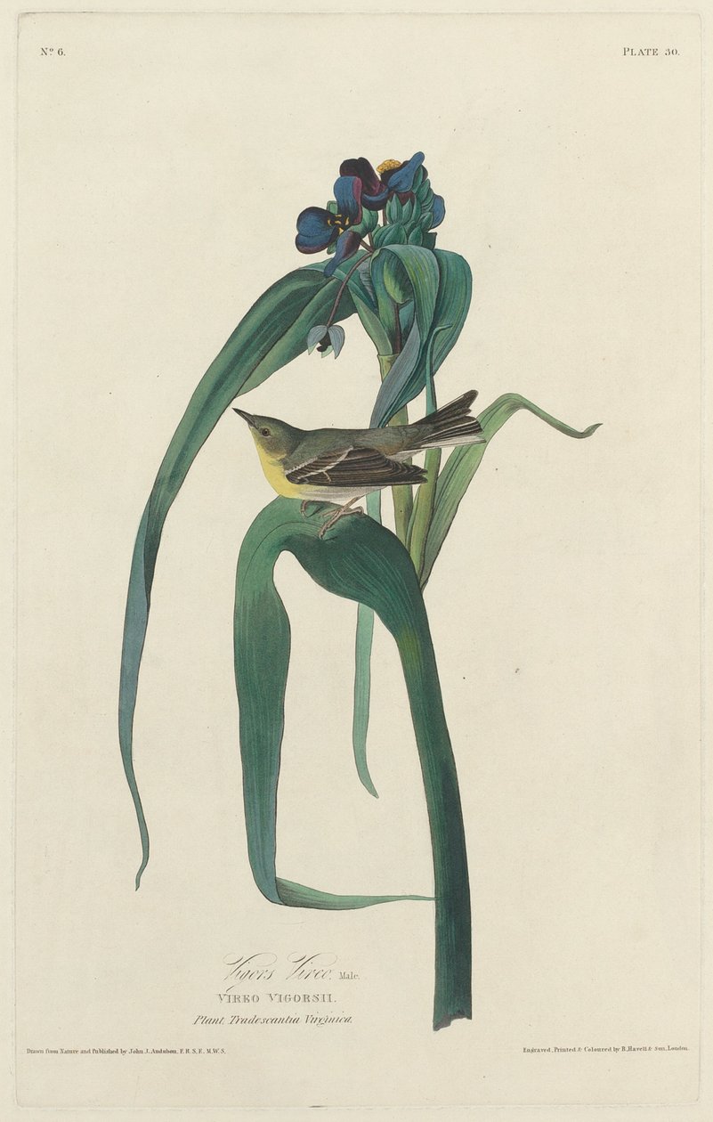 Vigors Vireo, 1828. alkotó: Robert Havell