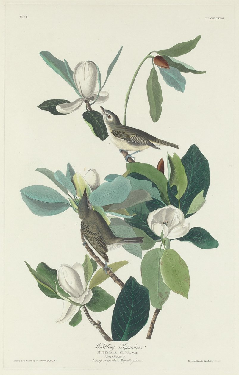Viharos légykapó, 1831. alkotó: Robert Havell