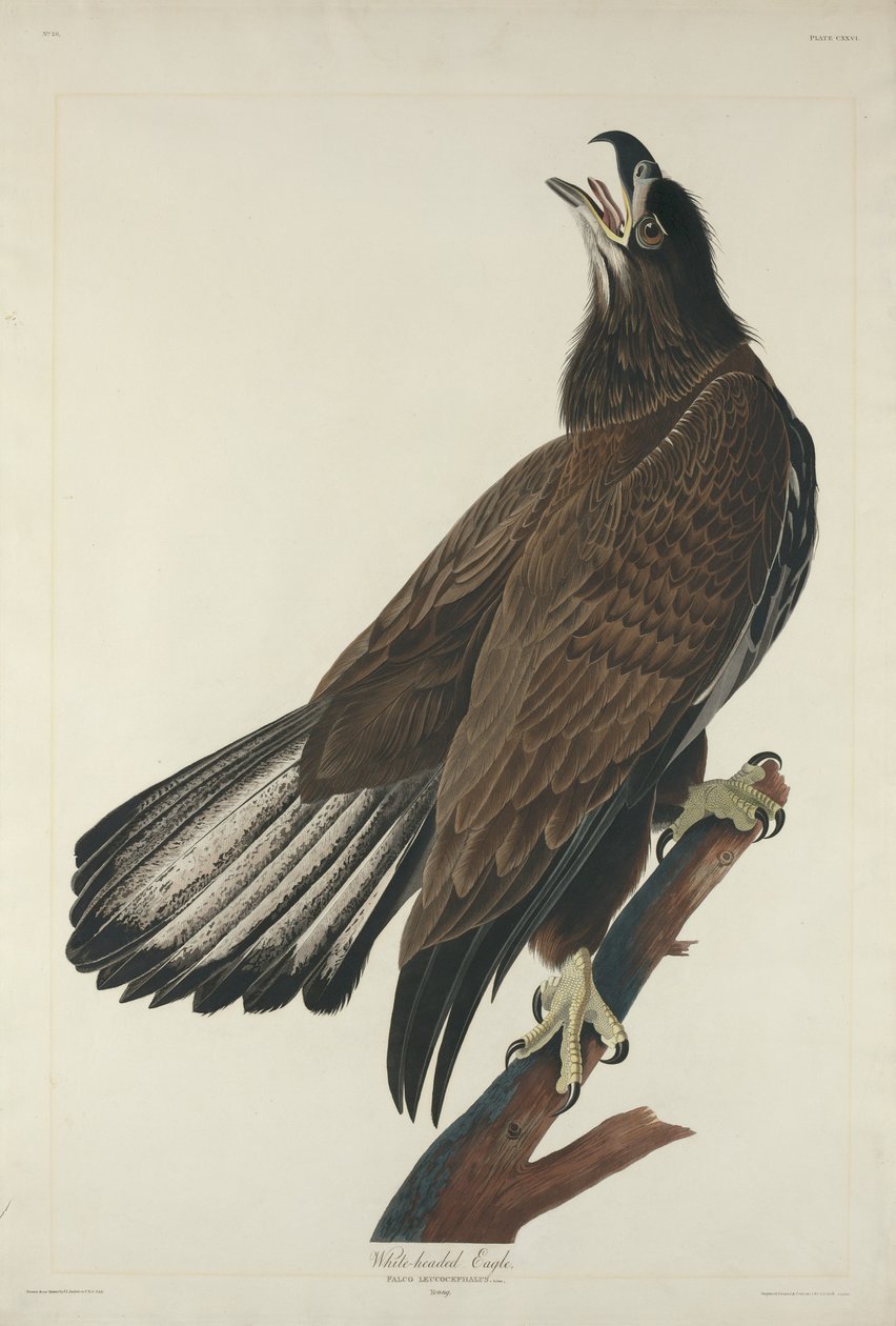 Fehérfejű sas, 1832. alkotó: Robert Havell