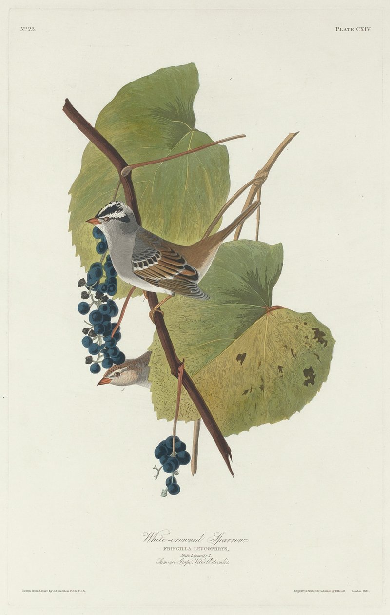 Fehér koronás veréb, 1831. alkotó: Robert Havell