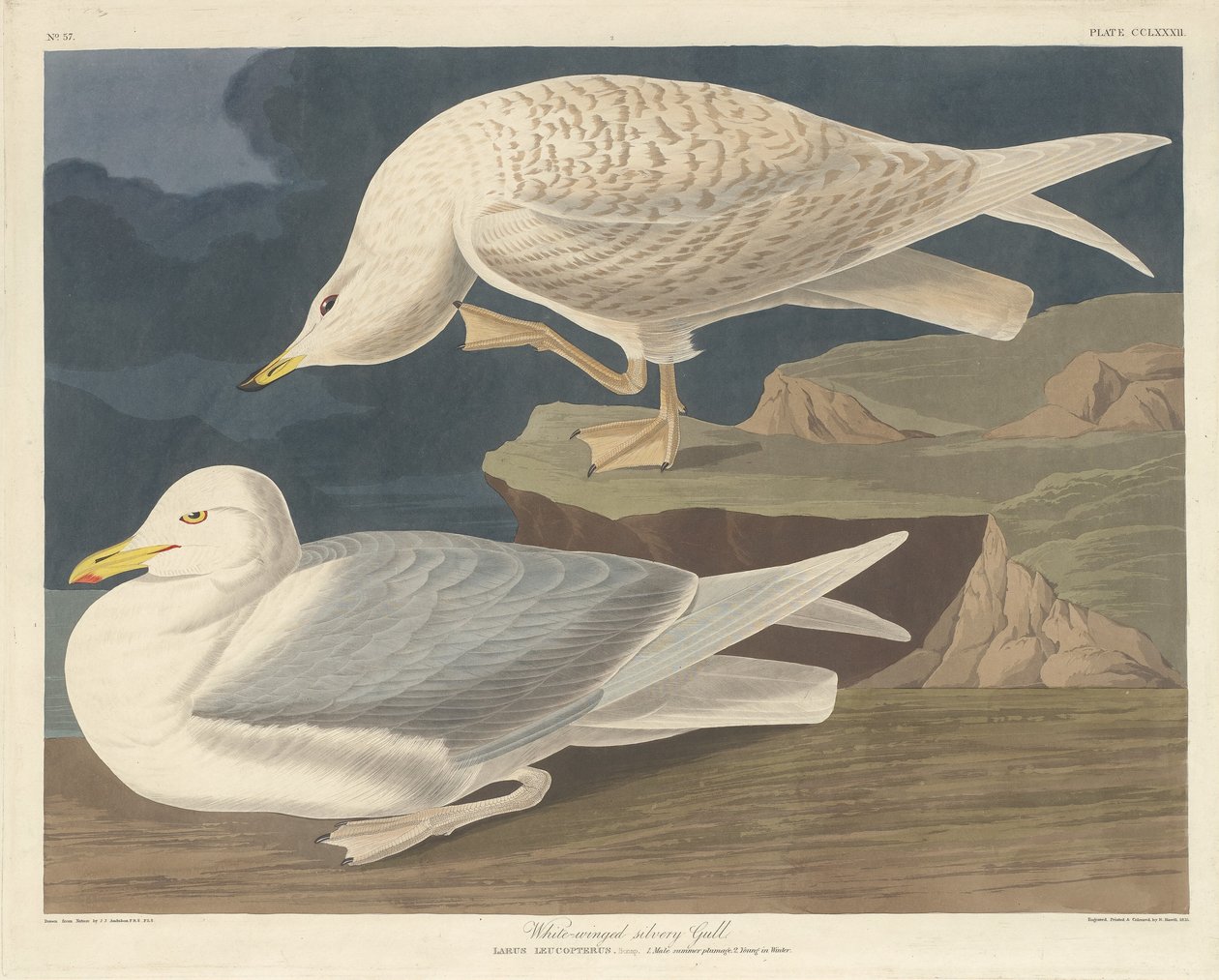 Fehérszárnyú ezüstsirály, 1835. alkotó: Robert Havell