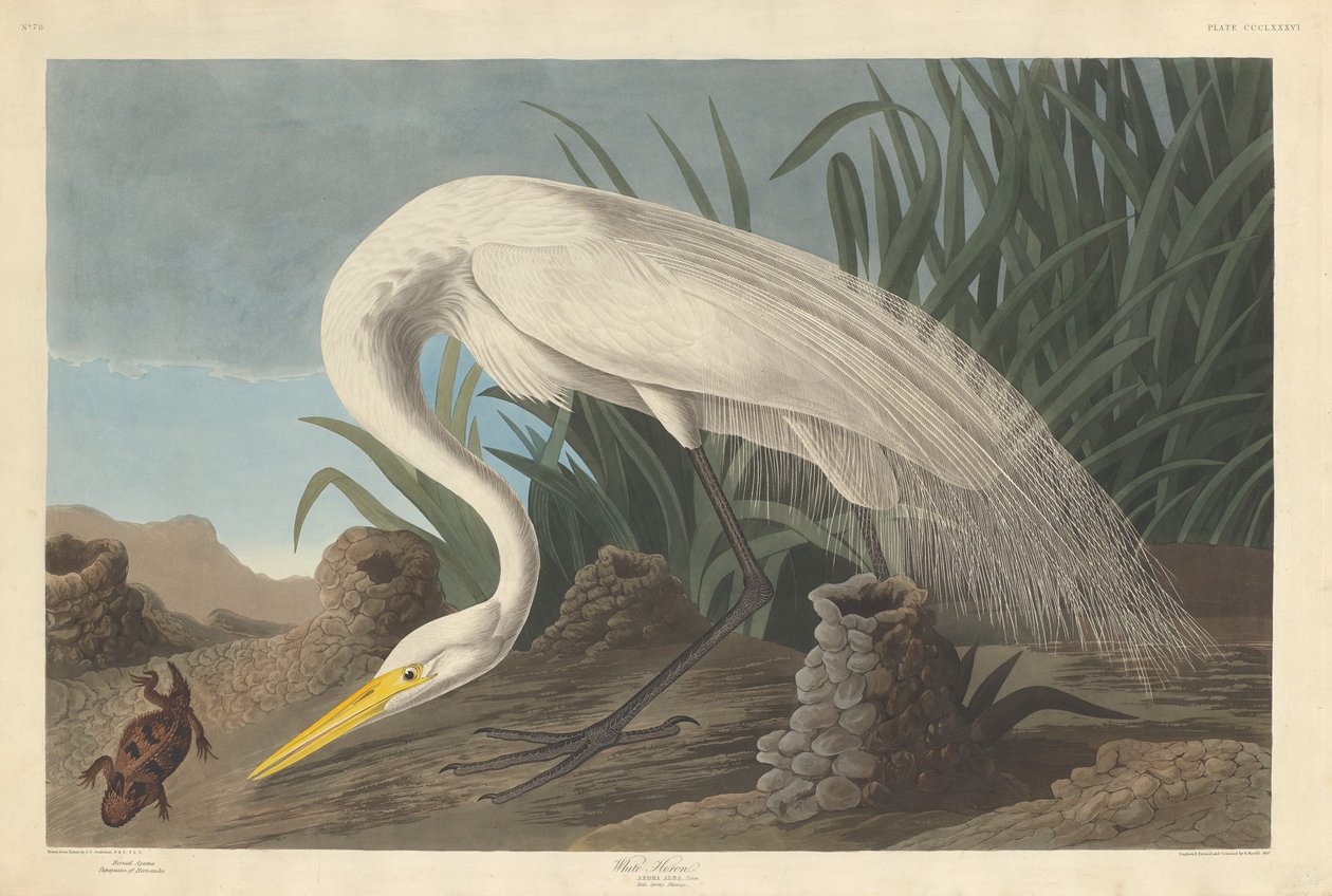 Fehér gém, 1837. alkotó: Robert Havell