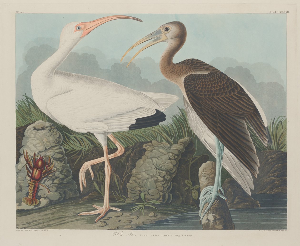Fehér Ibis, 1834. alkotó: Robert Havell