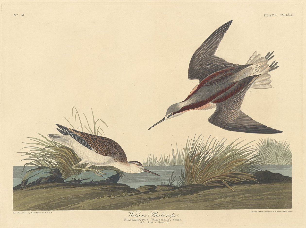 Wilson phalarope, 1835. alkotó: Robert Havell