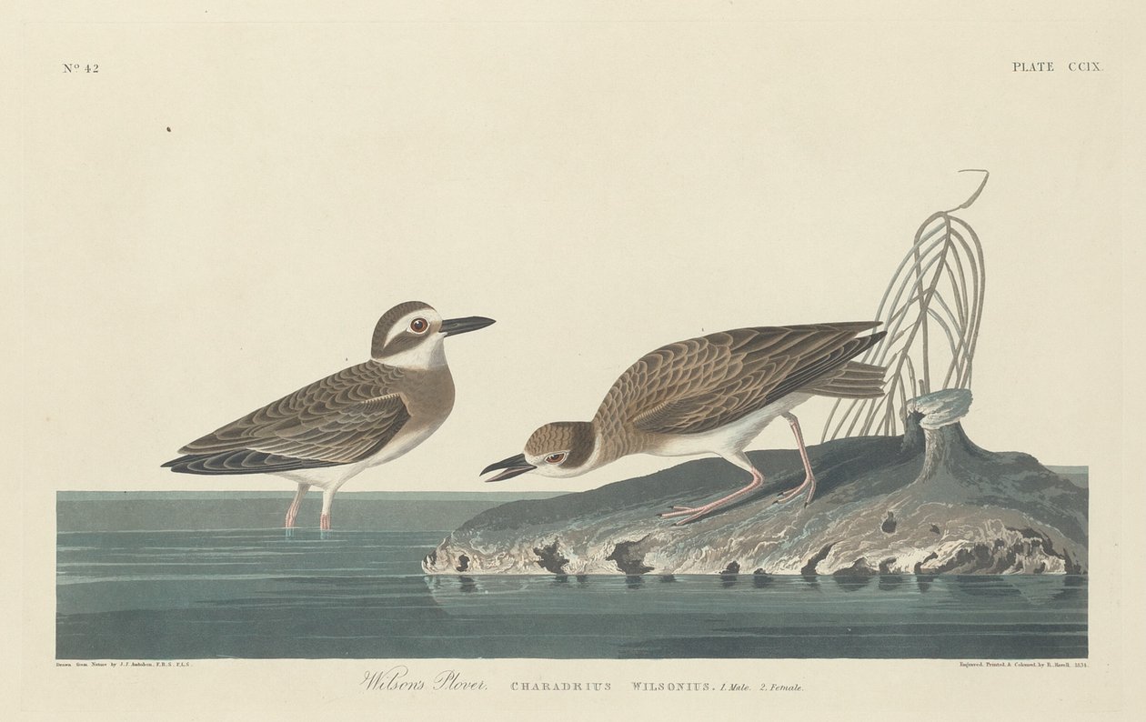 Wilson lileje, 1834. alkotó: Robert Havell