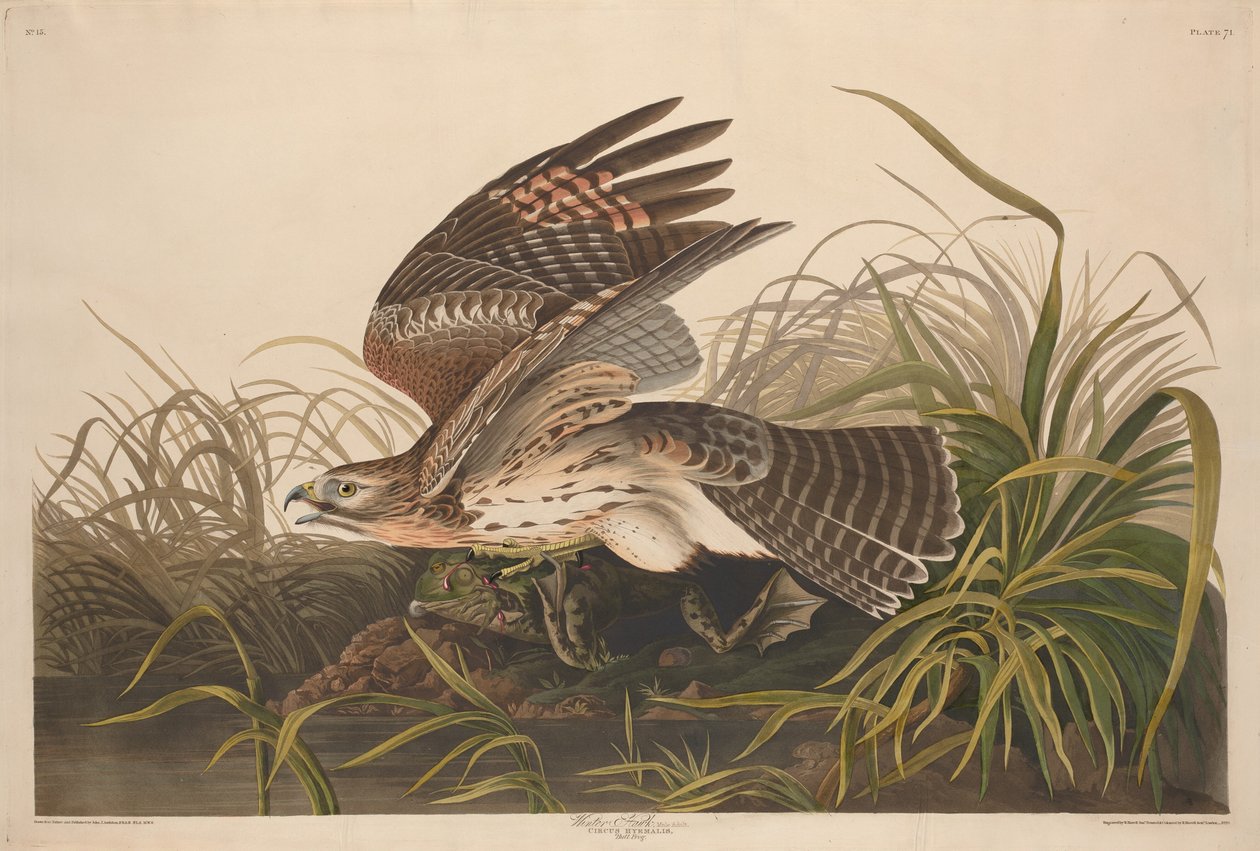 Téli sólyom, 1829. alkotó: Robert Havell