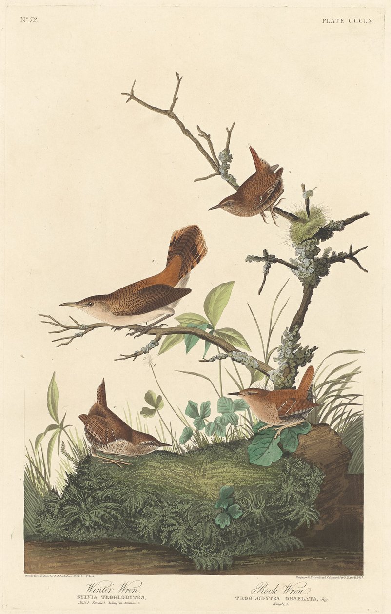 Winter Wren és Rock Wren, 1837. alkotó: Robert Havell