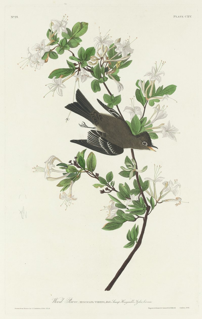 Wood Pewee, 1831. alkotó: Robert Havell