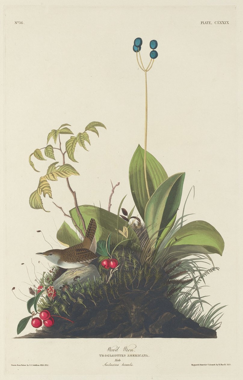 Wood Wren, 1833. alkotó: Robert Havell