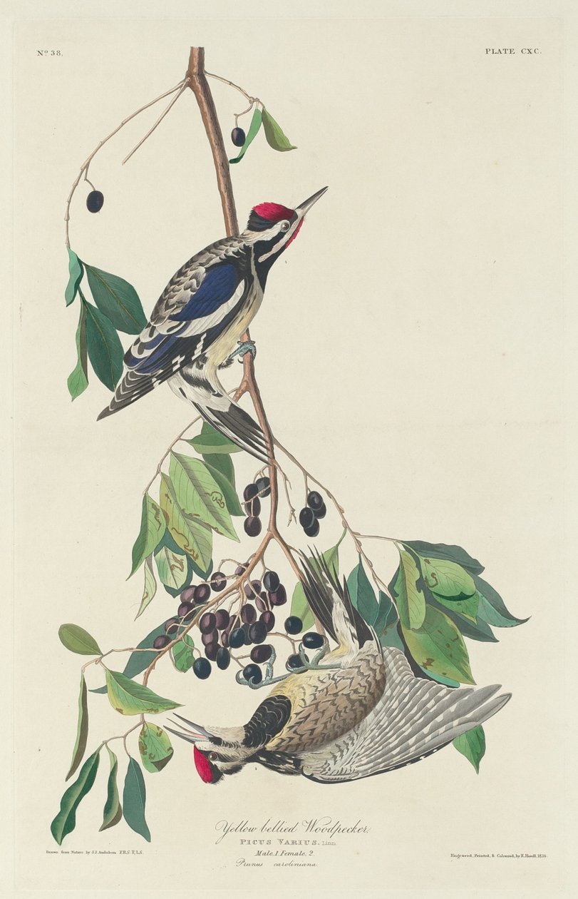 Sárgahasú harkály, 1834. alkotó: Robert Havell
