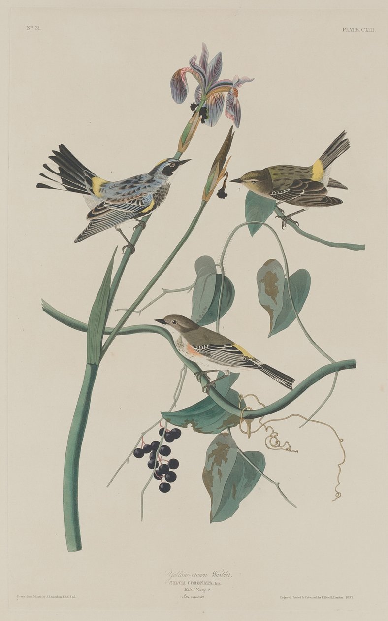 Sárgakoronás poszáta, 1832. alkotó: Robert Havell