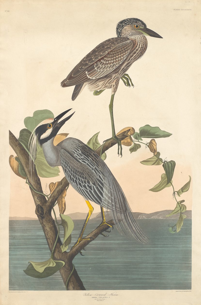Sárga koronás gém, 1836. alkotó: Robert Havell