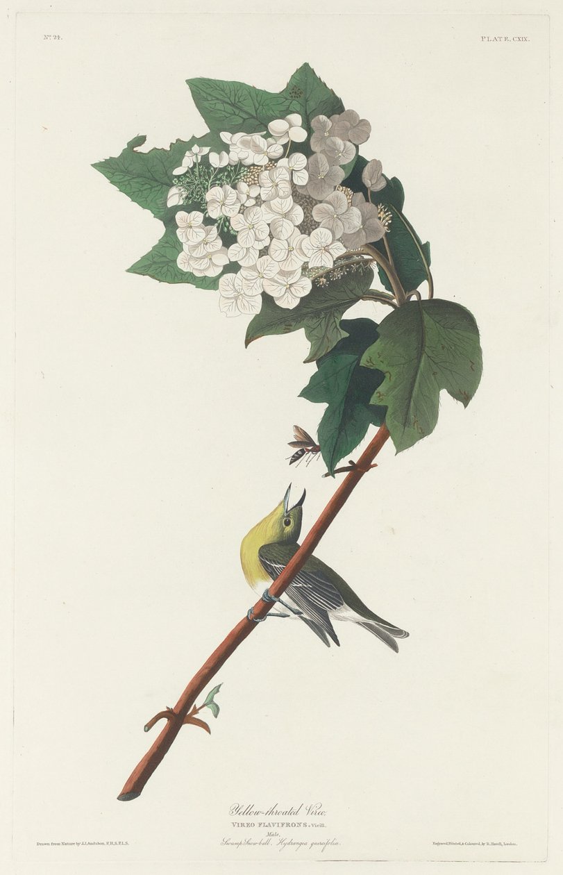 Sárgatorkú Vireo, 1831. alkotó: Robert Havell
