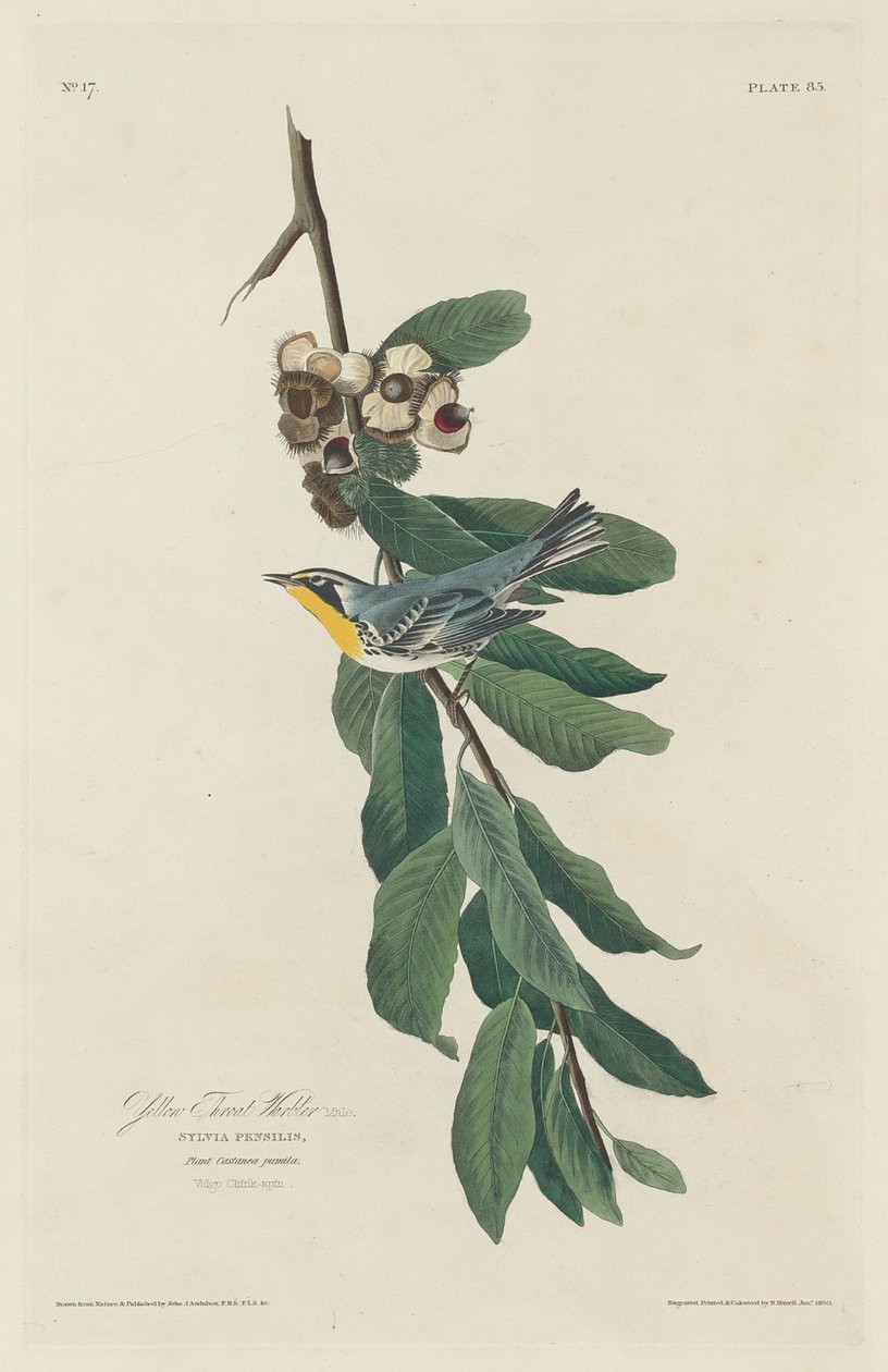 Sárgatorkú poszáta, 1830. alkotó: Robert Havell