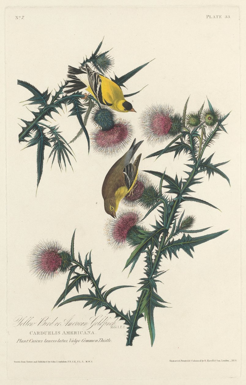 Yellow Bird vagy American Goldfinch, 1828. alkotó: Robert Havell