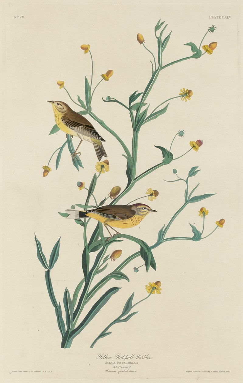 Sárga vörös poszáta, 1832. alkotó: Robert Havell