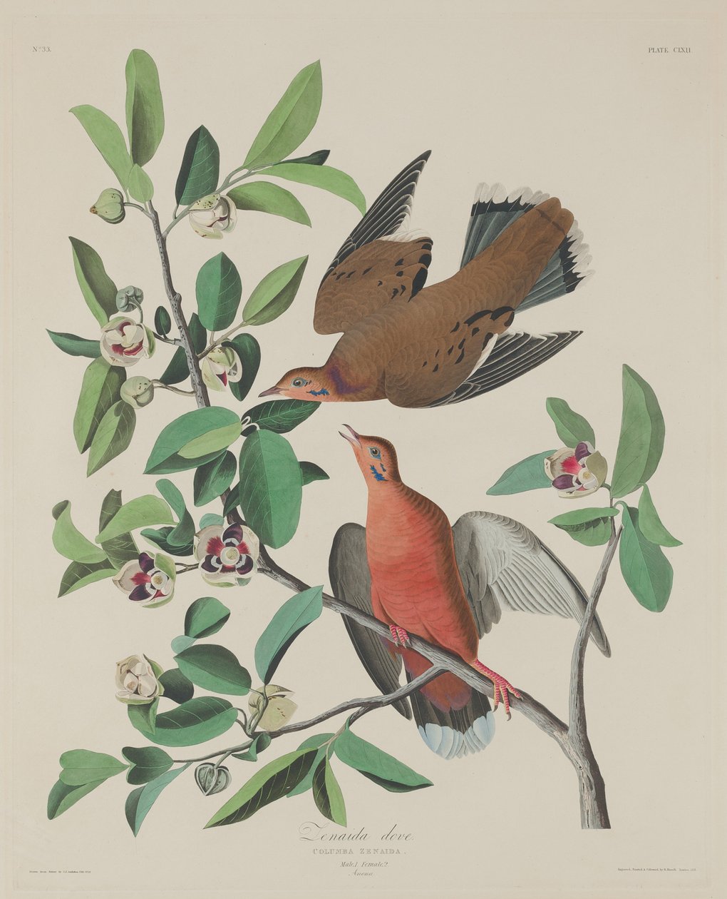 Zenaida galamb, 1833. alkotó: Robert Havell