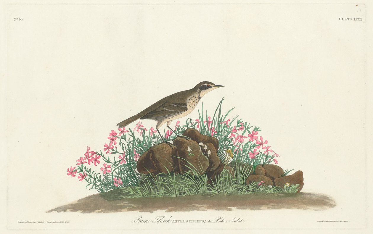Prairie címlap alkotó: Robert Havell, Jr. after John James Audubon