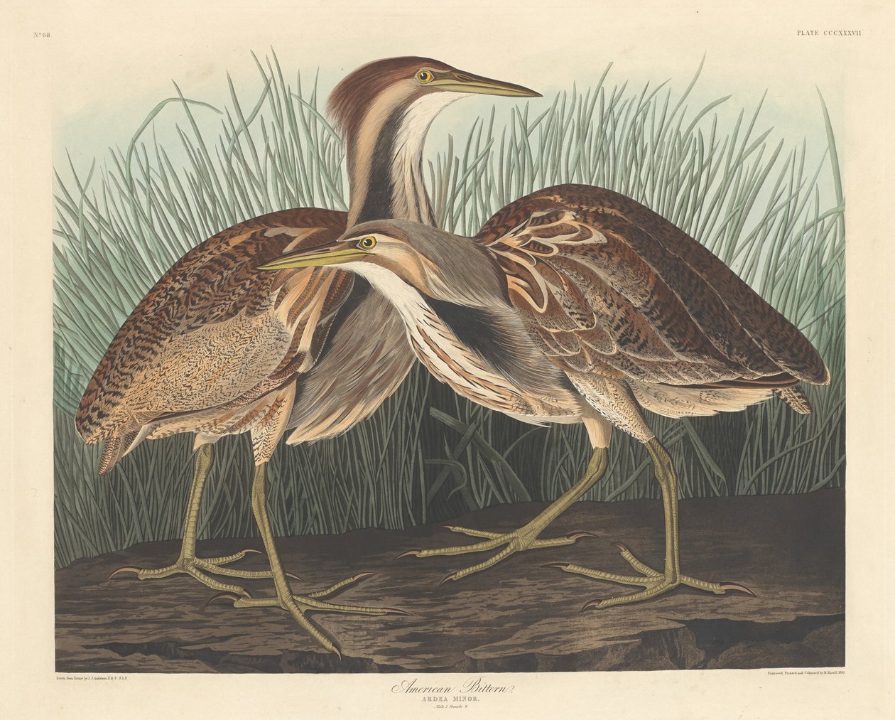 American Bittern   1255644   hu       hungarian Successfully Translated  Original: The Plank over the Stream Translat: The Plank over the Stream 1293408 hu hungarian Successfully Translated Original: Porträt eines Mannes Translat: Porträt eines Mannes 1349 alkotó: Robert Havell after John James Audubon