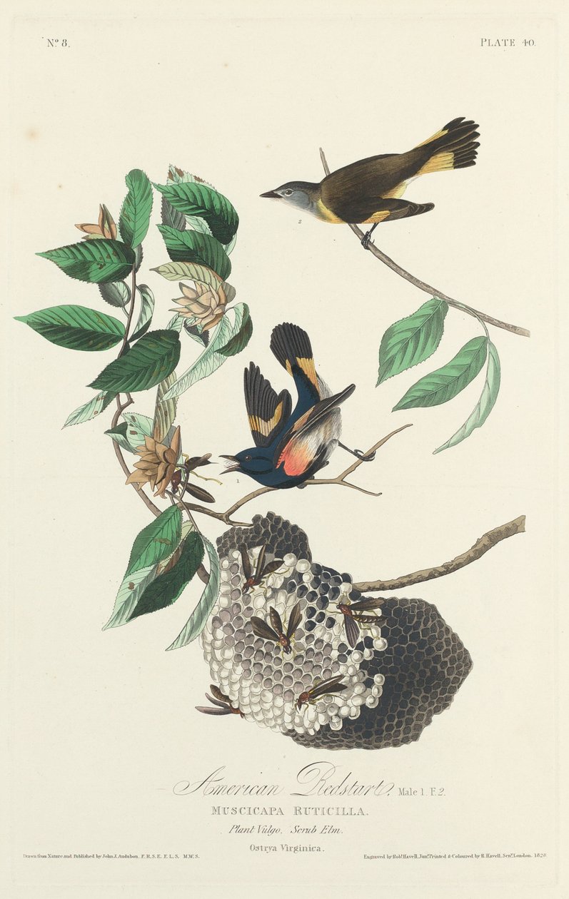 Amerikai Redstart alkotó: Robert Havell after John James Audubon