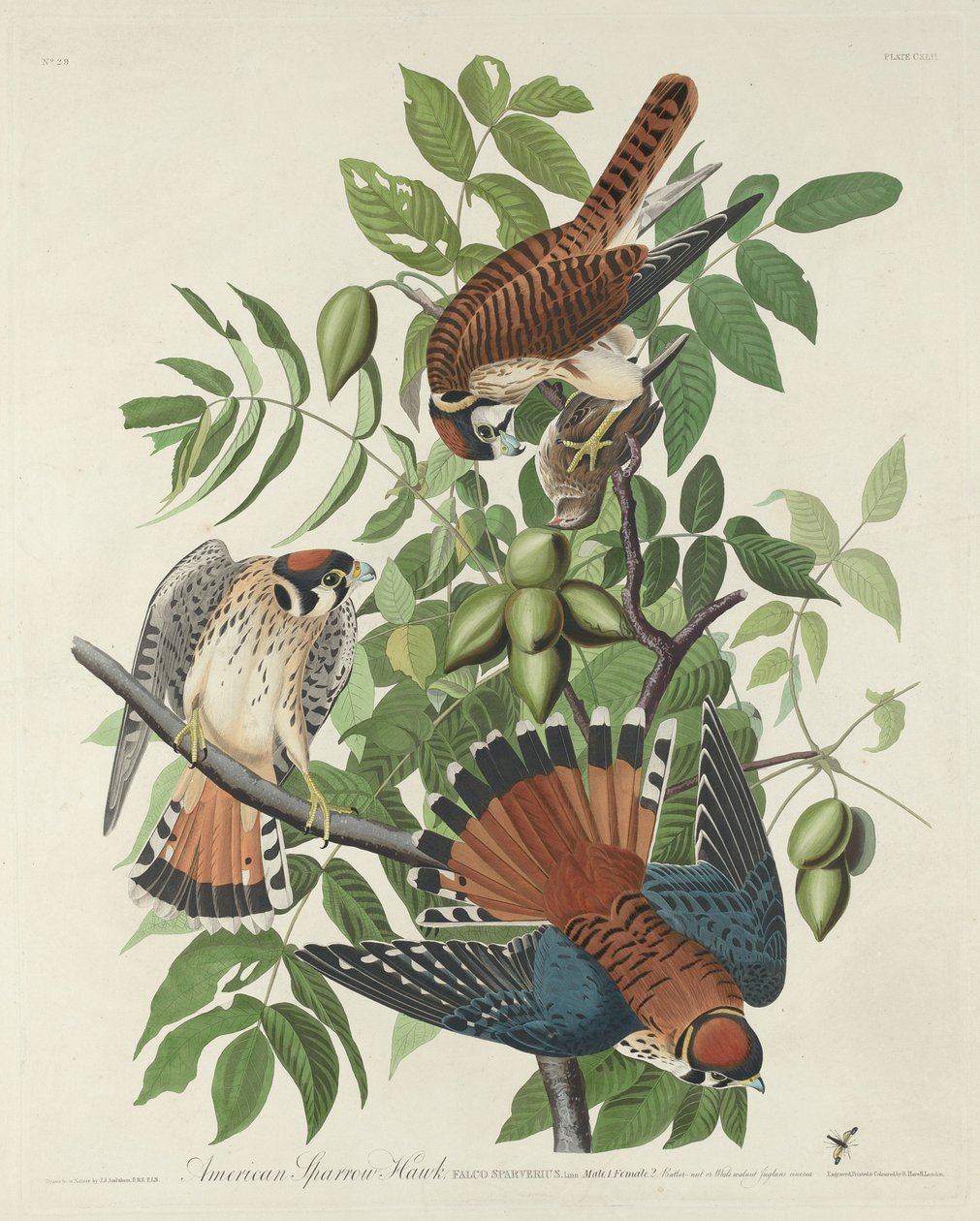 Amerikai Sparrow Hawk alkotó: Robert Havell after John James Audubon