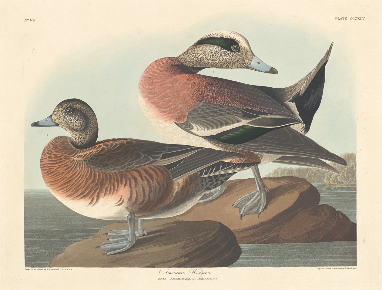 Amerikai Widgeon alkotó: Robert Havell after John James Audubon