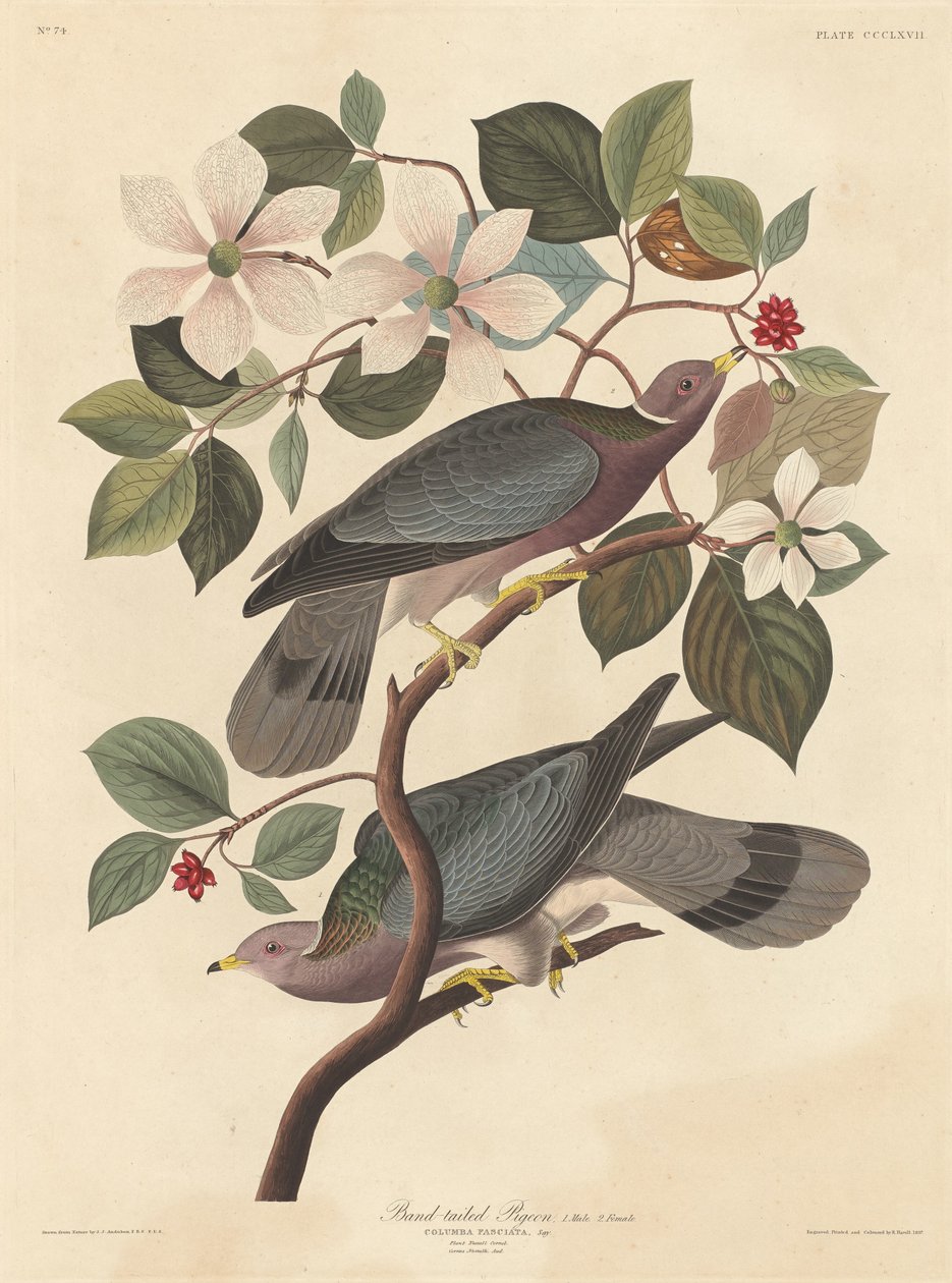Szalagfarkú galamb alkotó: Robert Havell after John James Audubon