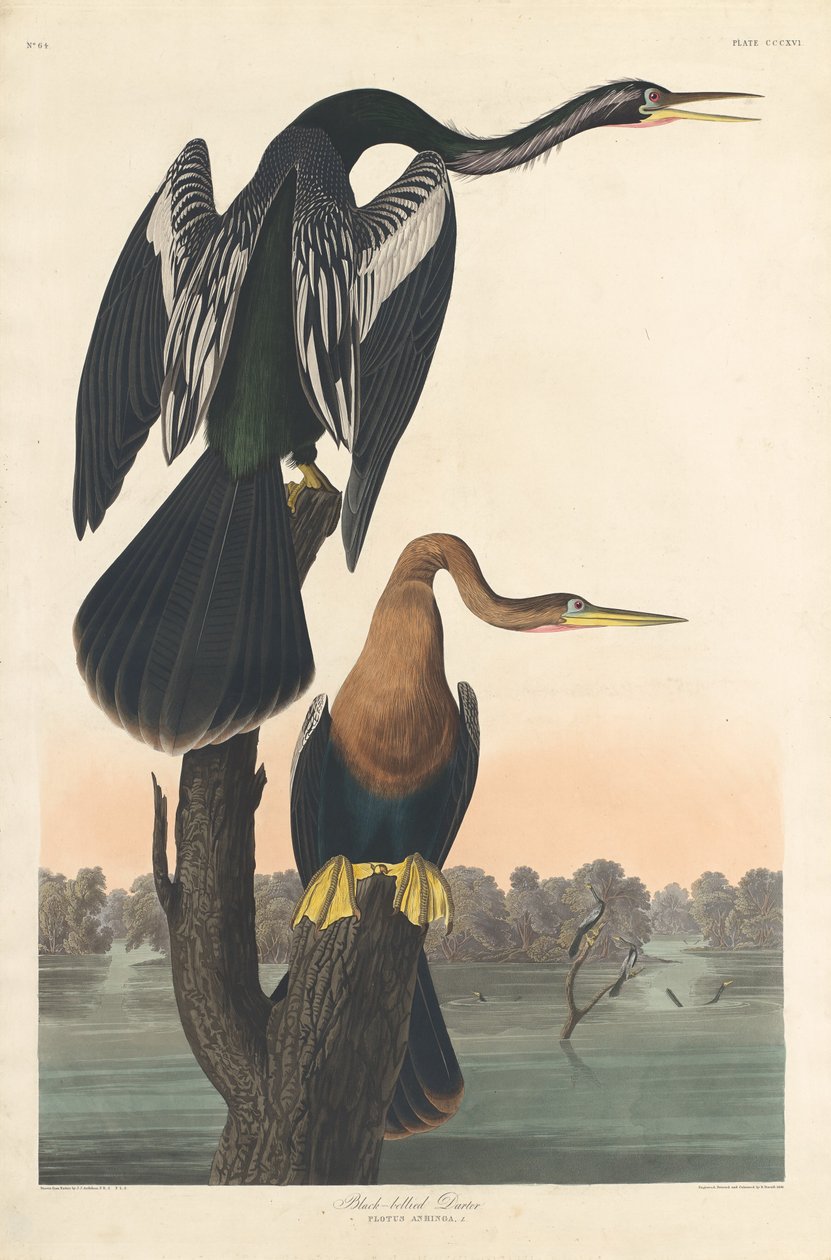 Fekete hasú Darter alkotó: Robert Havell after John James Audubon