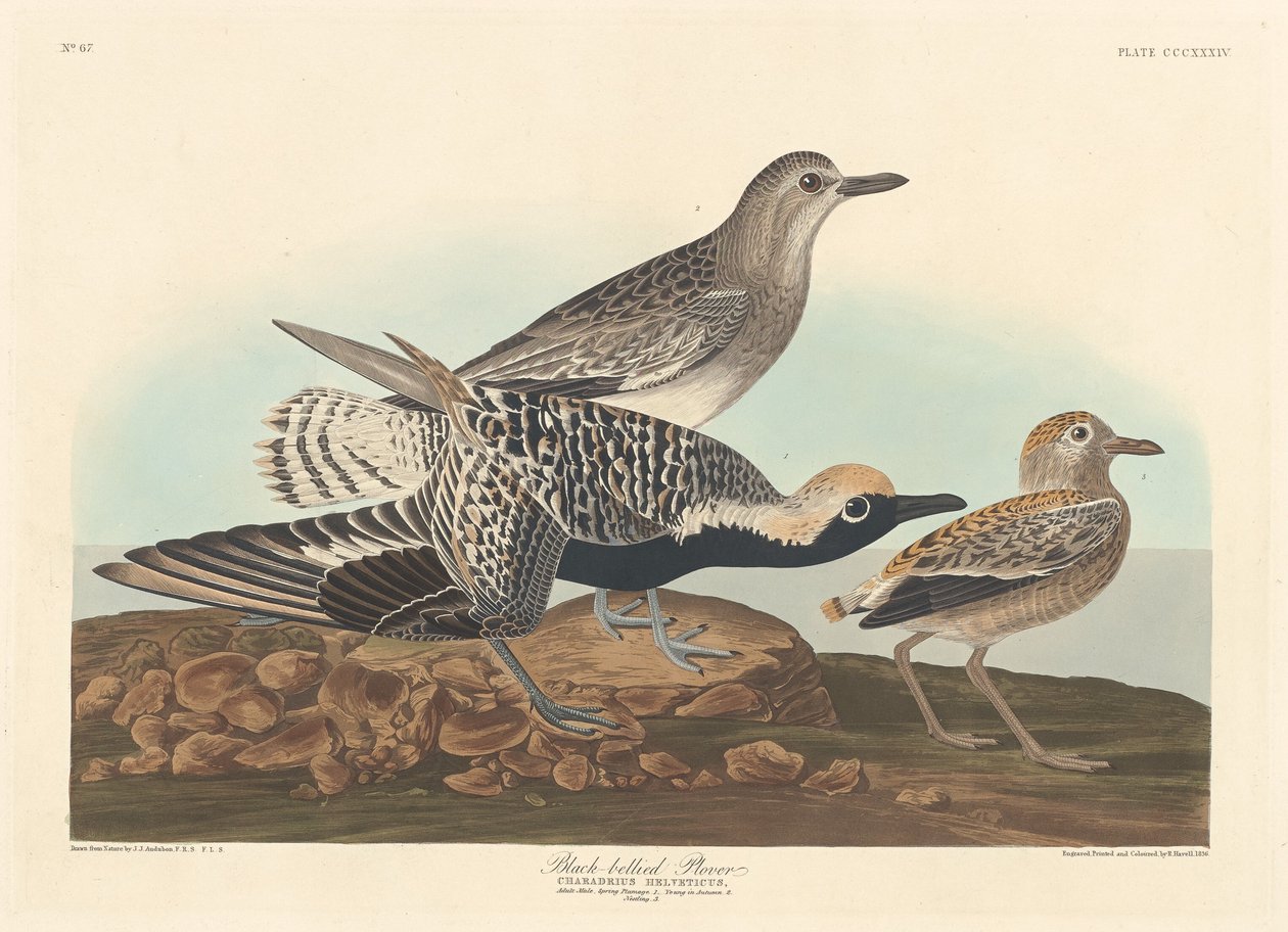 Feketehasú lile alkotó: Robert Havell after John James Audubon