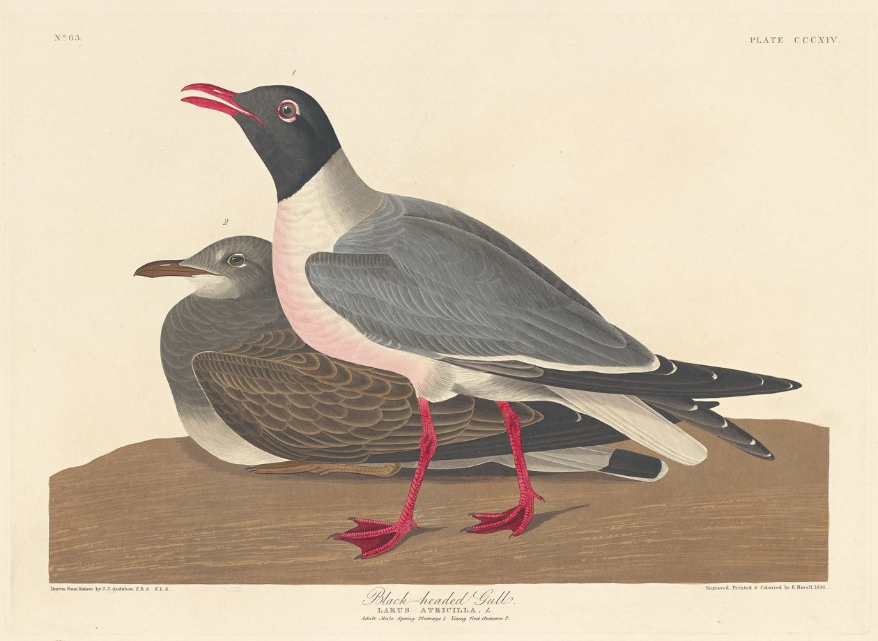 Feketefejű sirály alkotó: Robert Havell after John James Audubon