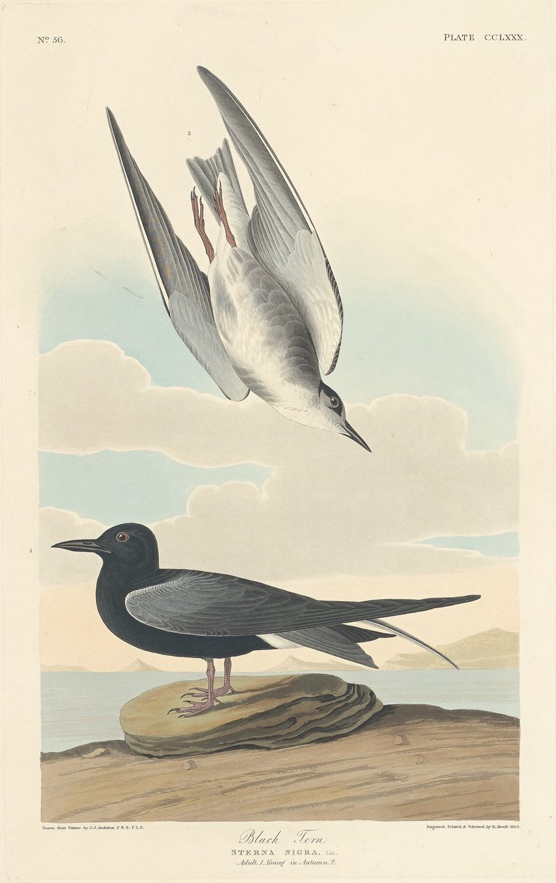 Fekete csér alkotó: Robert Havell after John James Audubon