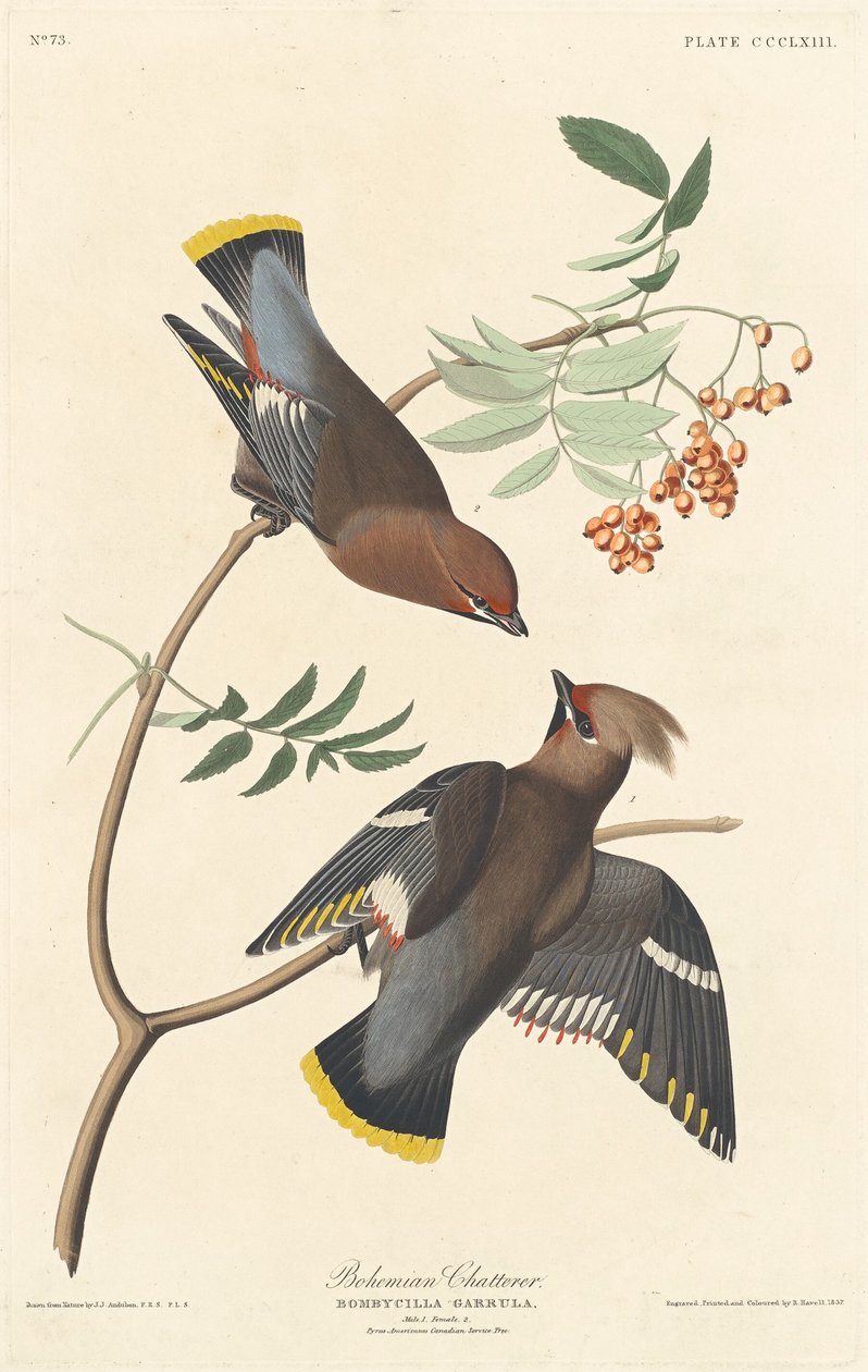 Bohém fecsegő alkotó: Robert Havell after John James Audubon