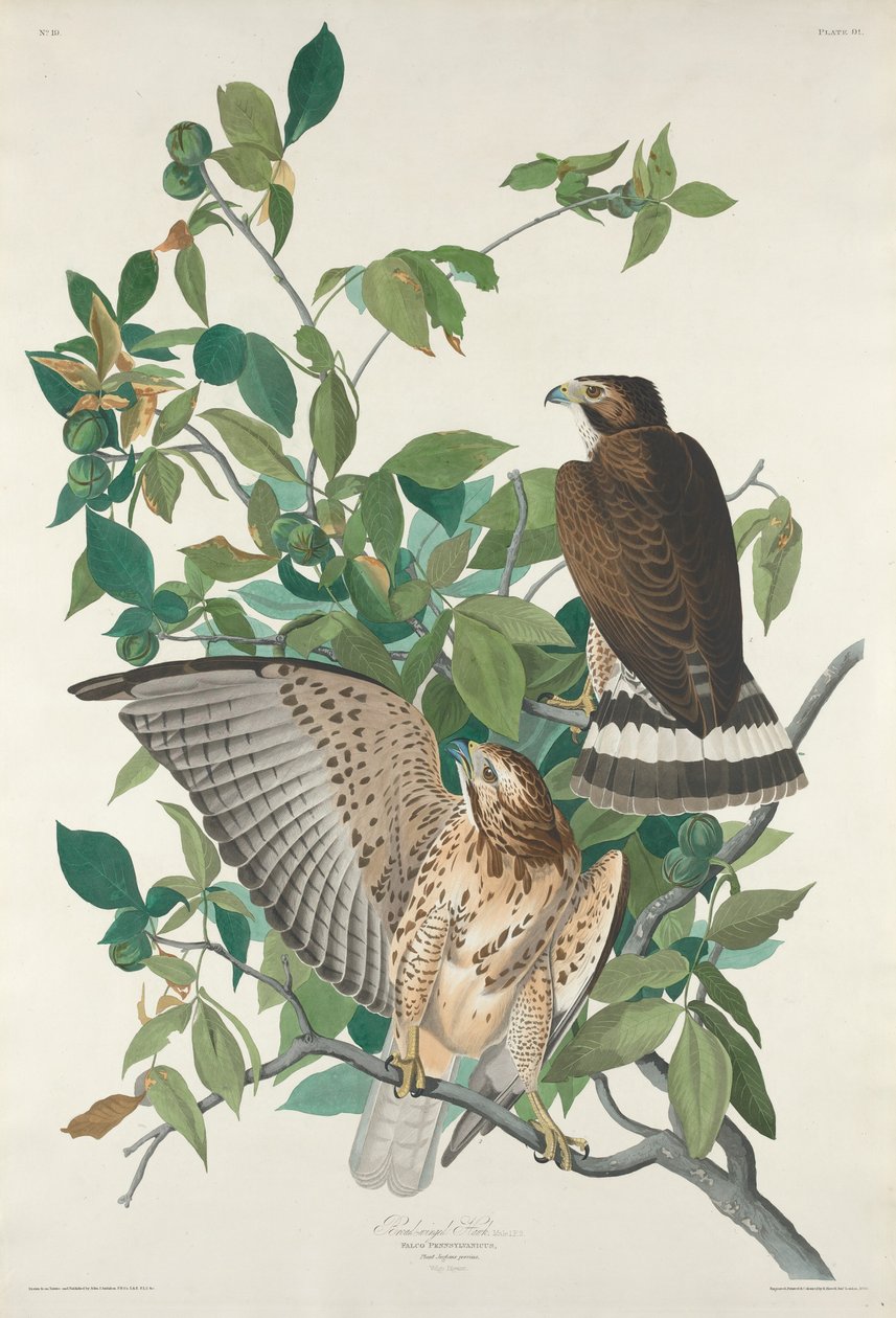 Széles szárnyú Hawk alkotó: Robert Havell after John James Audubon