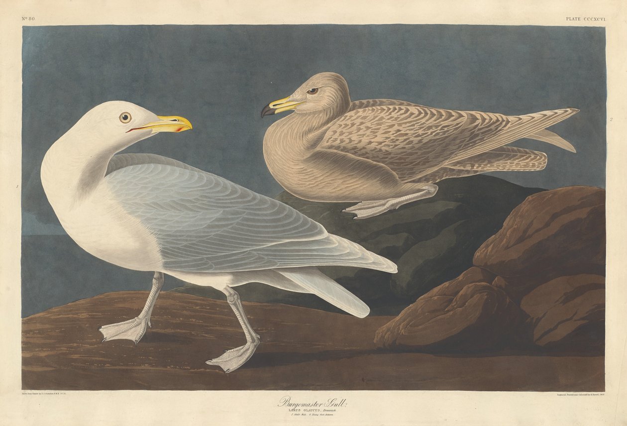 Burgomaster Sirály alkotó: Robert Havell after John James Audubon