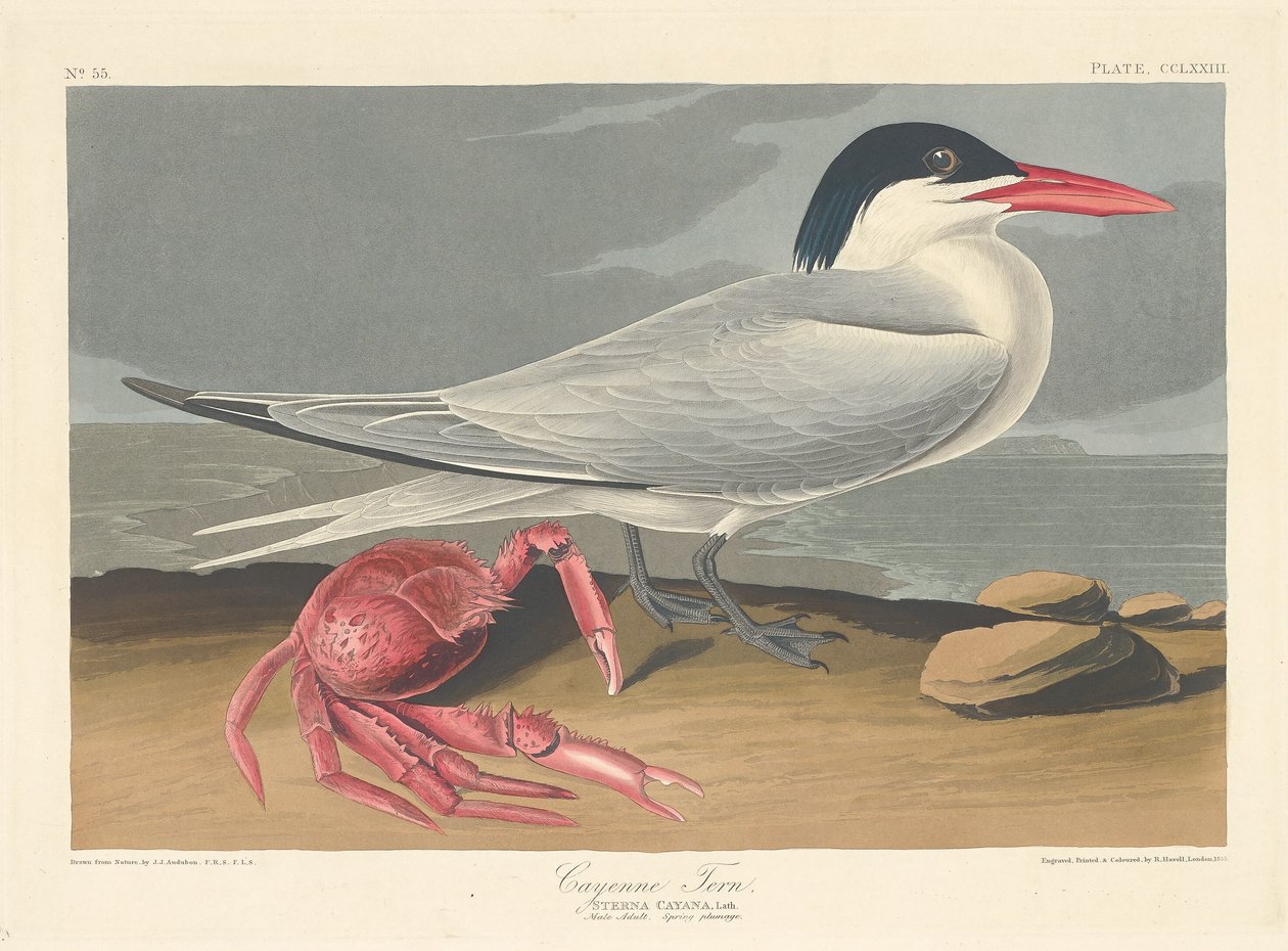 Cayenne csér alkotó: Robert Havell after John James Audubon