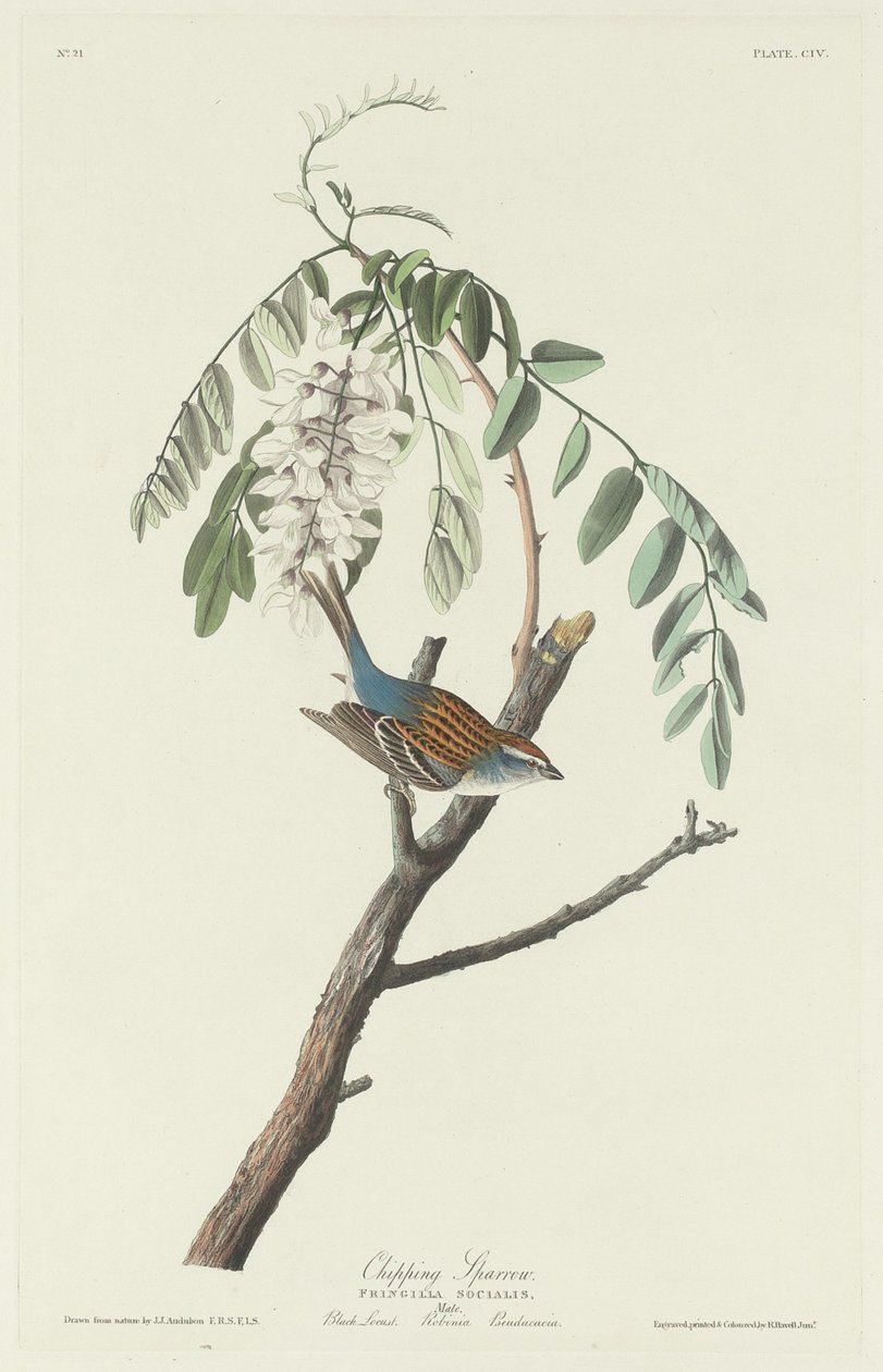 Forgácsoló Sparrow alkotó: Robert Havell after John James Audubon