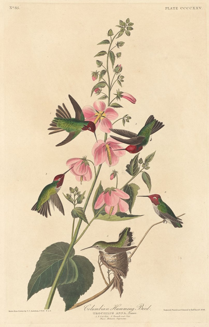Kolumbiai kolibri alkotó: Robert Havell after John James Audubon