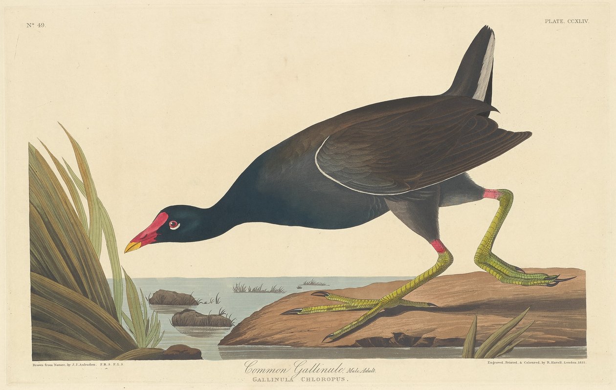 Közönséges Gallinule alkotó: Robert Havell after John James Audubon