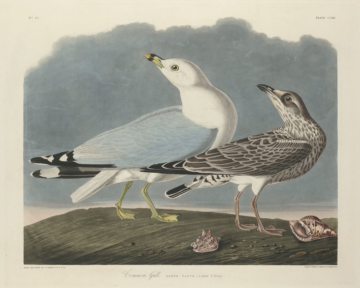 Közönséges sirály alkotó: Robert Havell after John James Audubon