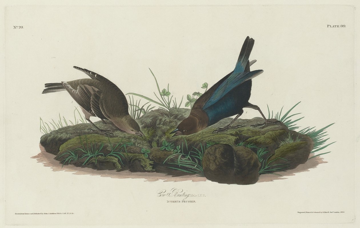 Tehénsármány alkotó: Robert Havell after John James Audubon