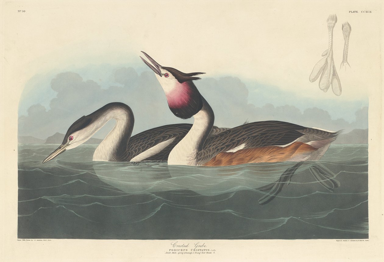 Tarajos vöcsök alkotó: Robert Havell after John James Audubon