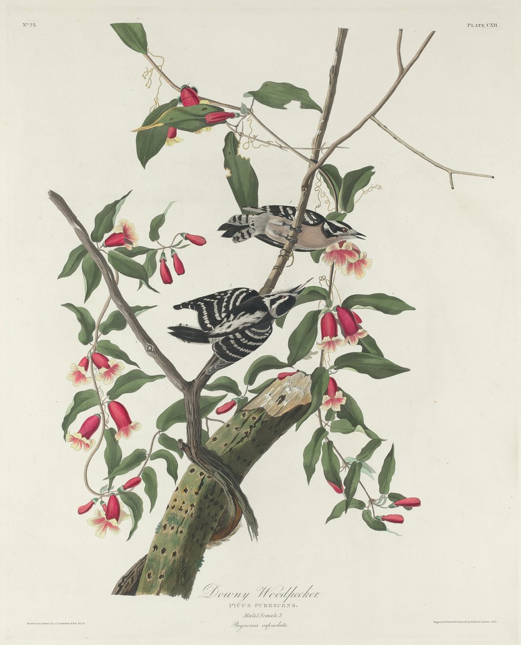 Molyhos harkály alkotó: Robert Havell after John James Audubon