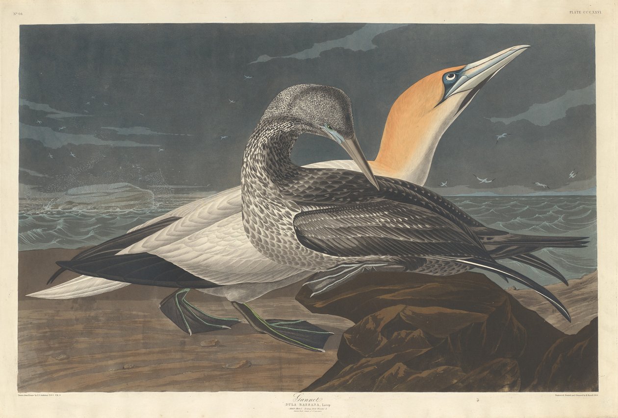 Gannet alkotó: Robert Havell after John James Audubon