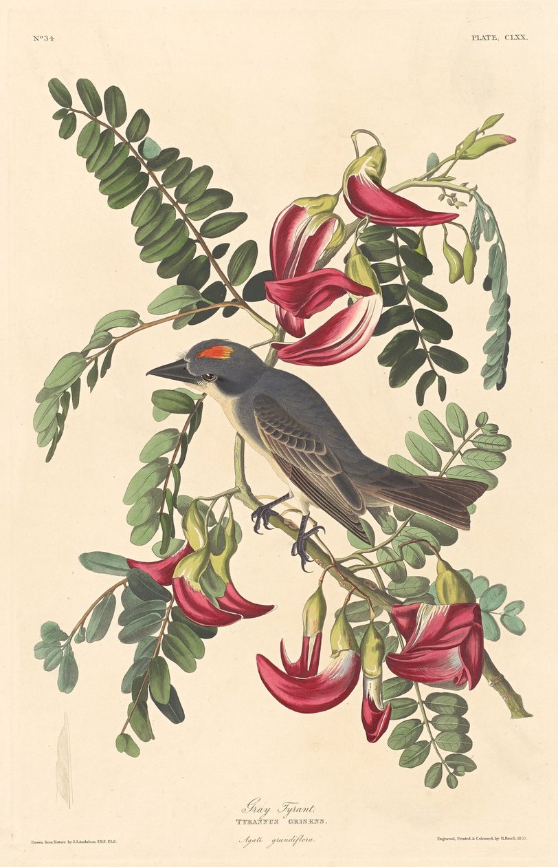 Szürke Zsarnok alkotó: Robert Havell after John James Audubon