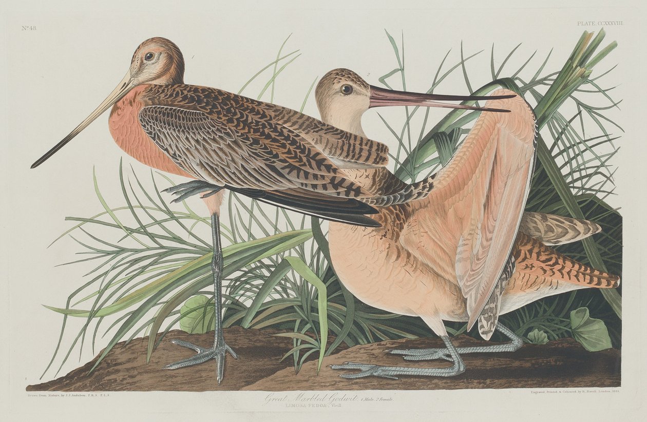 Nagy Márvány Godwit alkotó: Robert Havell after John James Audubon