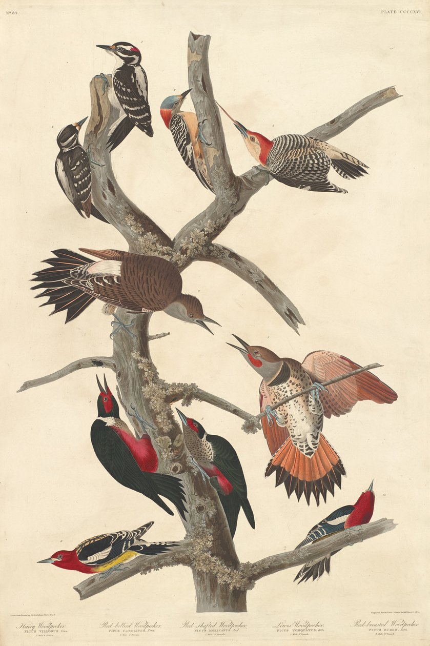 Szőrös harkály alkotó: Robert Havell after John James Audubon